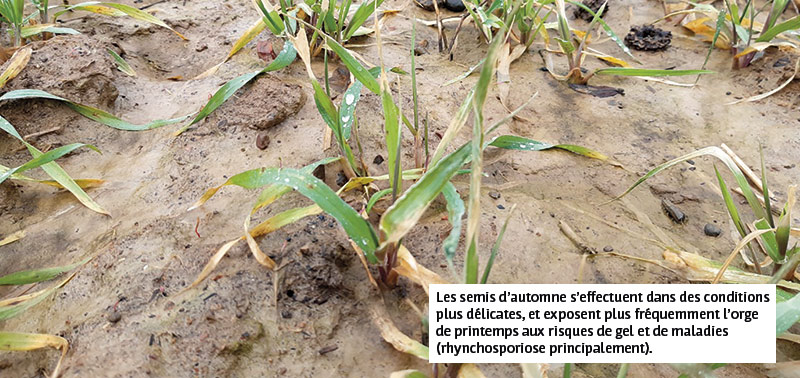 Les semis d’automne s’effectuent dans des conditions plus délicates, et exposent plus fréquemment l’orge de printemps aux risques de gel et de maladies (rhynchosporiose principalement).