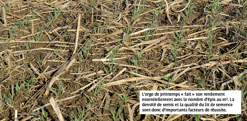 L’orge de printemps « fait » son rendement essentiellement avec le nombre d’épis au m². La densité de semis et la qualité du lit de semence sont donc d'importants facteurs de réussite.
