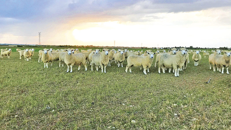 Gérer les couverts, fertiliser les grandes cultures avec des moutons