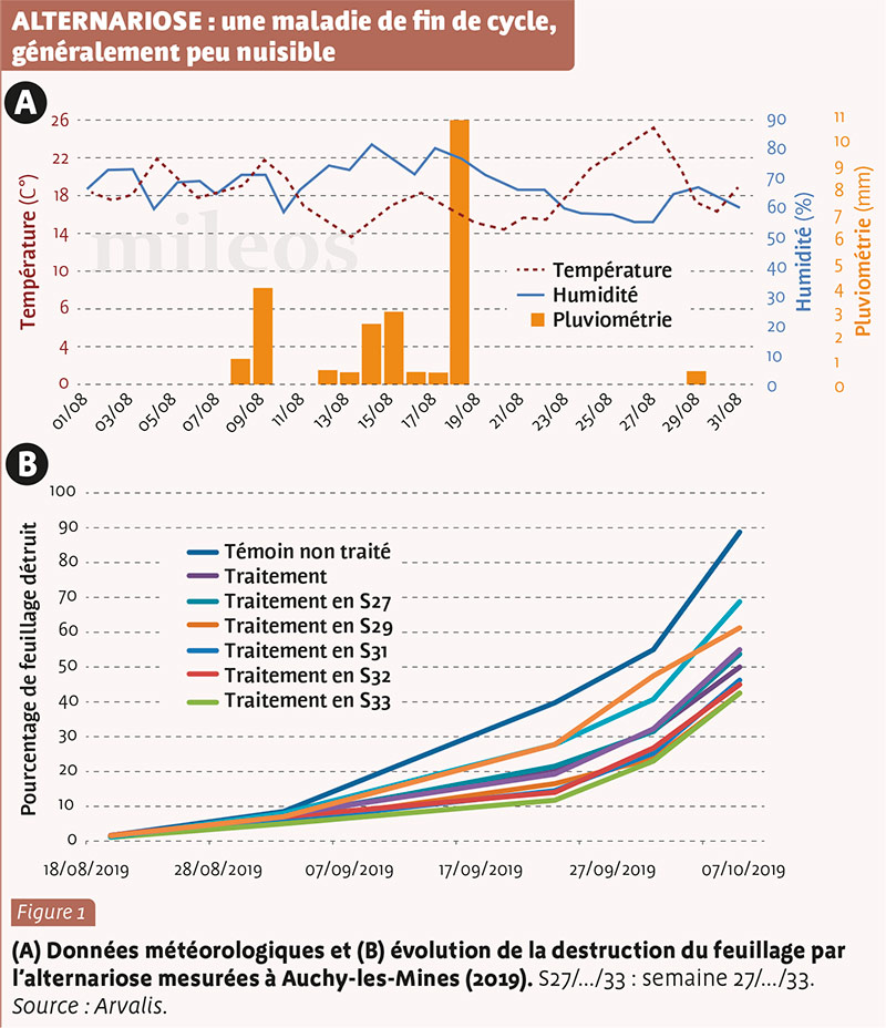 ALTERNARIOSE : une maladie de fin de cycle, généralement peu nuisible