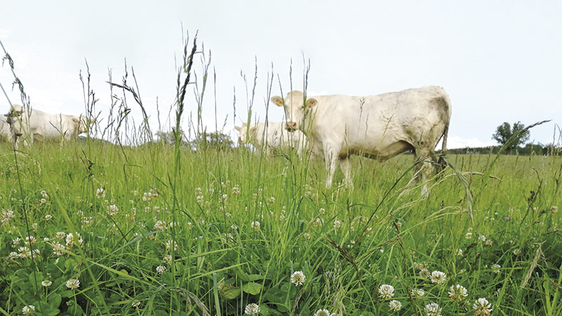 Les clés pour réussir l'engraissement des vaches de réforme