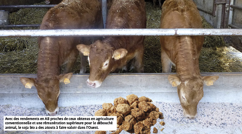 Avec des rendements en AB proches de ceux obtenus en agriculture conventionnelle et une rémunération supérieure pour le débouché animal, le soja bio a des atouts à faire valoir dans l’Ouest.