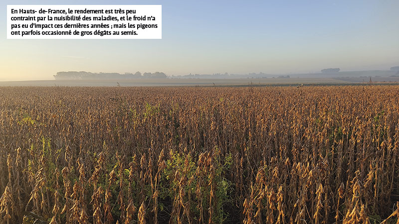 En Hauts- de-France, le rendement est très peu contraint par la nuisibilité des maladies, et le froid n’a pas eu d’impact ces dernières années ; mais les pigeons ont parfois occasionné de gros dégâts au semis.