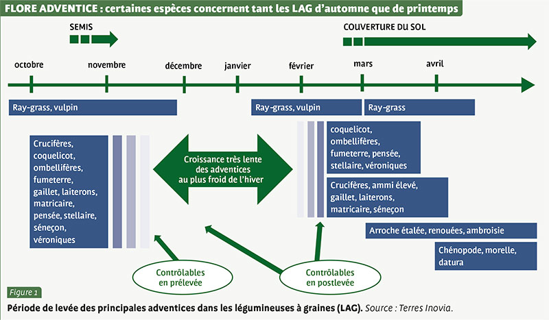 FLORE ADVENTICE : certaines espèces concernent tant les LAG d’automne que de printemps