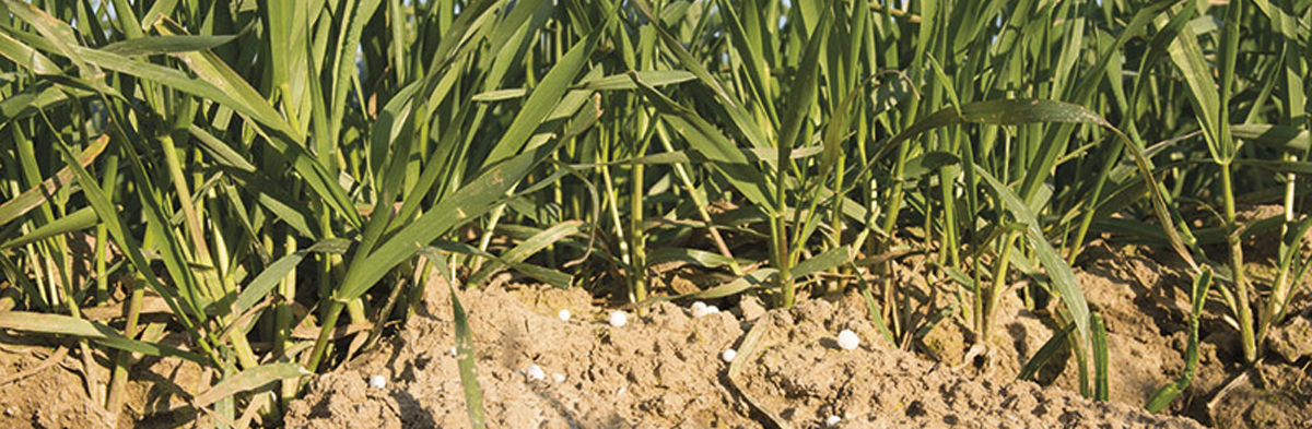 Les besoins azotés des variétés de blé tendre