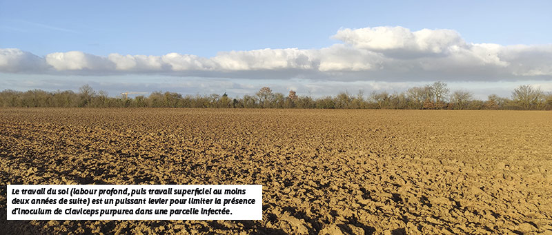 Le travail du sol (labour profond, puis travail superficiel au moins deux années de suite) est un puissant levier pour limiter la présence d’inoculum de Claviceps purpurea dans une parcelle infectée.