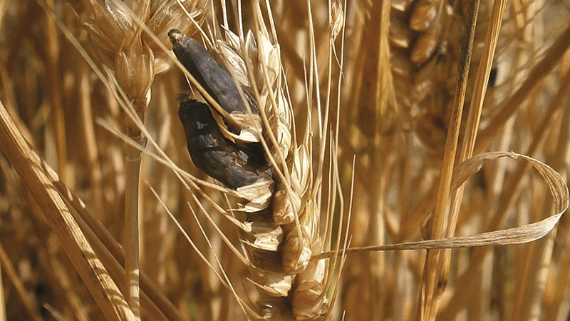 Prévenir le risque de contamination des lots de blé par l'ergot