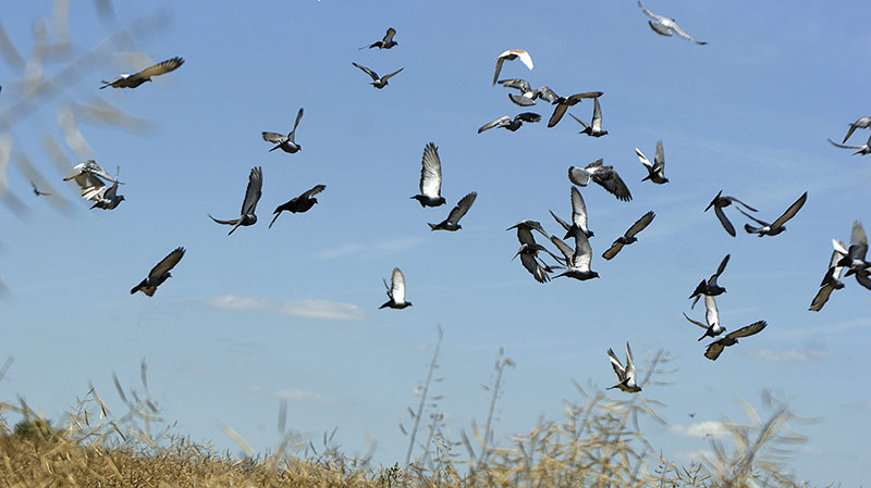 Éviter que les oiseaux ravagent les semis de maïs et tournesol