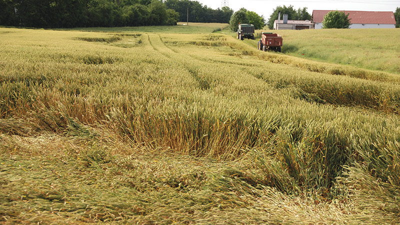La verse du blé: utiliser ou pas un régulateur de croissance