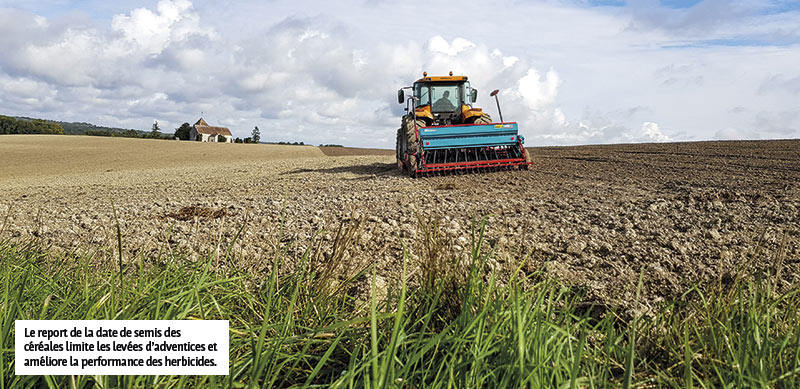 Le report de la date de semis des céréales limite les levées d’adventices et améliore la performance des herbicides. 