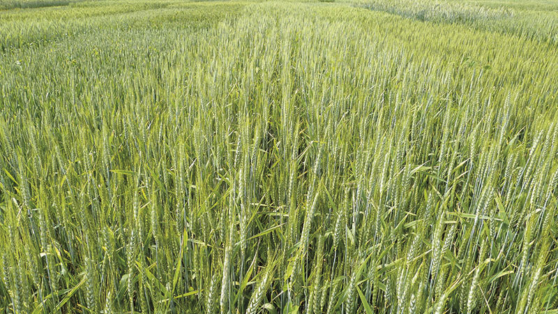 Cultiver sans herbicide ni fongicide et avec 25% d'azote en moins!