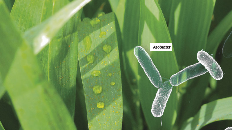 Neuf biostimulants pour le blé évalués par Arvalis