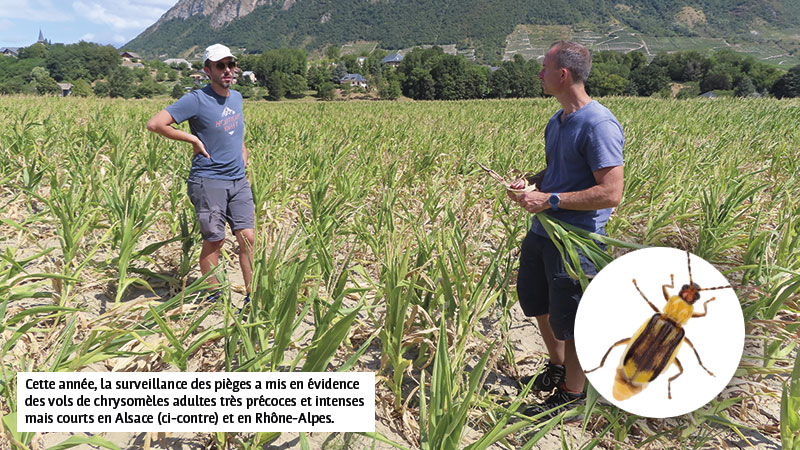 La chrysomèle du maïs devient nuisible dans l'Est et en Rhône-Alpes