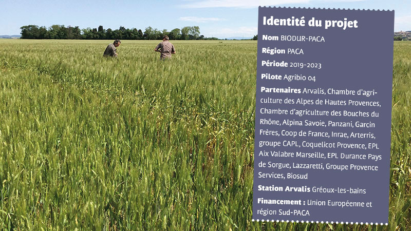 Références techniques et économiques du blé dur bio en PACA