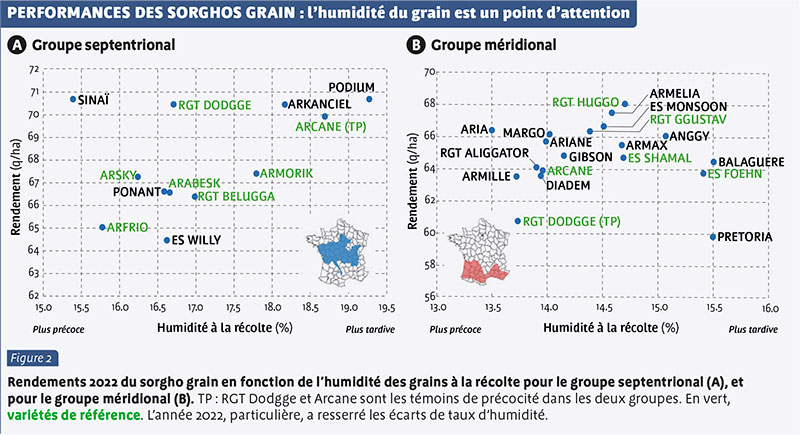 PERFORMANCES DES SORGHOS GRAIN : l’humidité du grain est un point d’attention