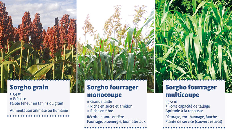 Évaluations 2022 des variétés de sorghos grain & fourrager