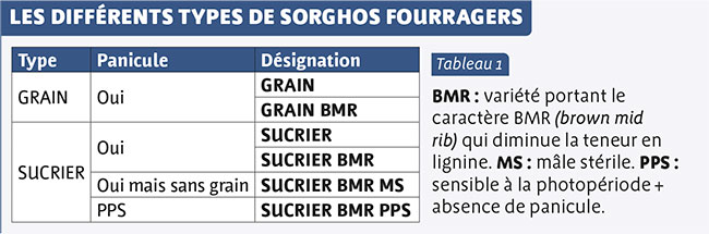 Les différents types de sorghos fourragers