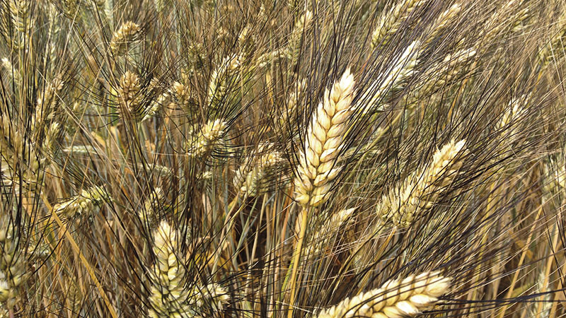 La culture du blé dur: Besoins et contraintes