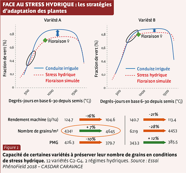 FACE AU STRESS HYDRIQUE : les stratégies d’adaptation des plantes