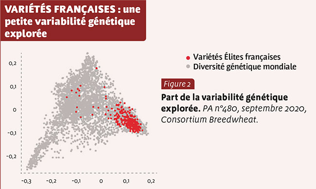 VARIéTéS FRANçAISES : une petite variabilité génétique explorée