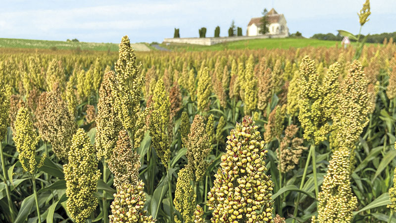Débouchés, valorisation alimentaire & compétitivité du sorgho grain