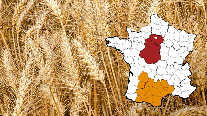 Choisir ses blés de force et améliorants