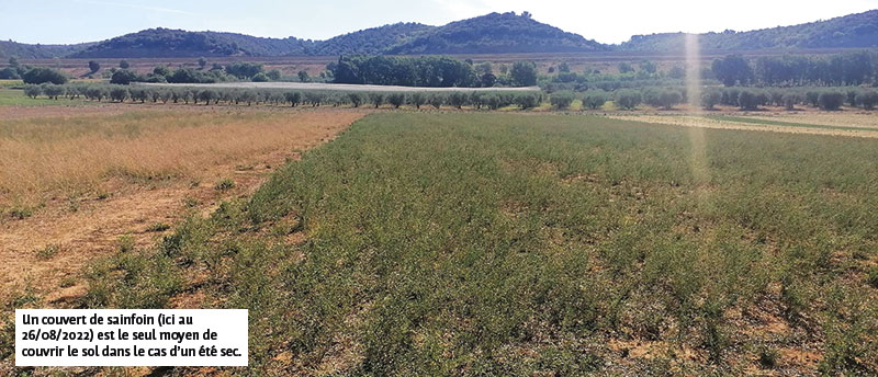 Un couvert de sainfoin (ici au 26/08/2022) est le seul moyen de couvrir le sol dans le cas d’un été sec. 
