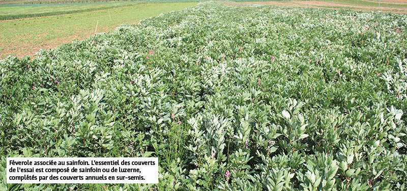 Féverole associée au sainfoin. L’essentiel des couverts de l’essai est composé de sainfoin ou de luzerne, complétés par des couverts annuels en sur-semis. 