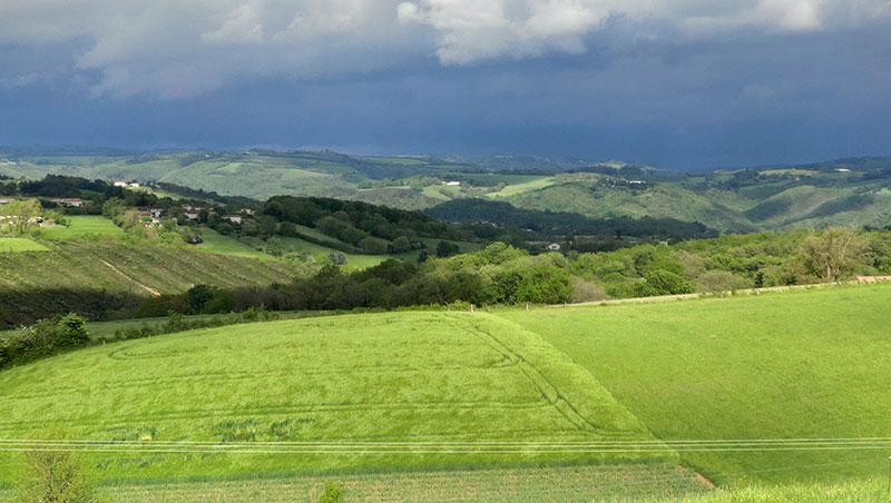 État des céréales : les blés s’en sortent bien, pour l’instant