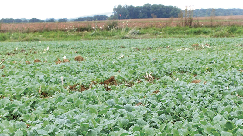 Agrioculture biologique : bien réussir son colza