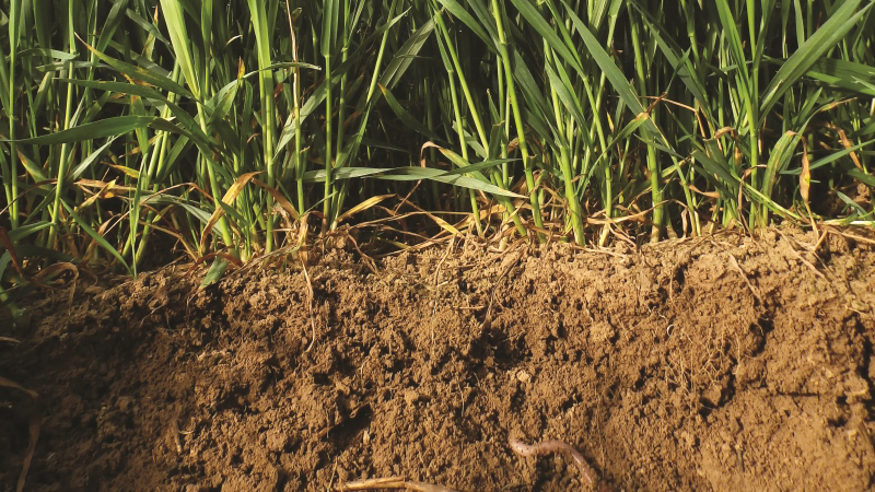 Un blé ou un maïs après une prairie voit ses perfomances augmentées