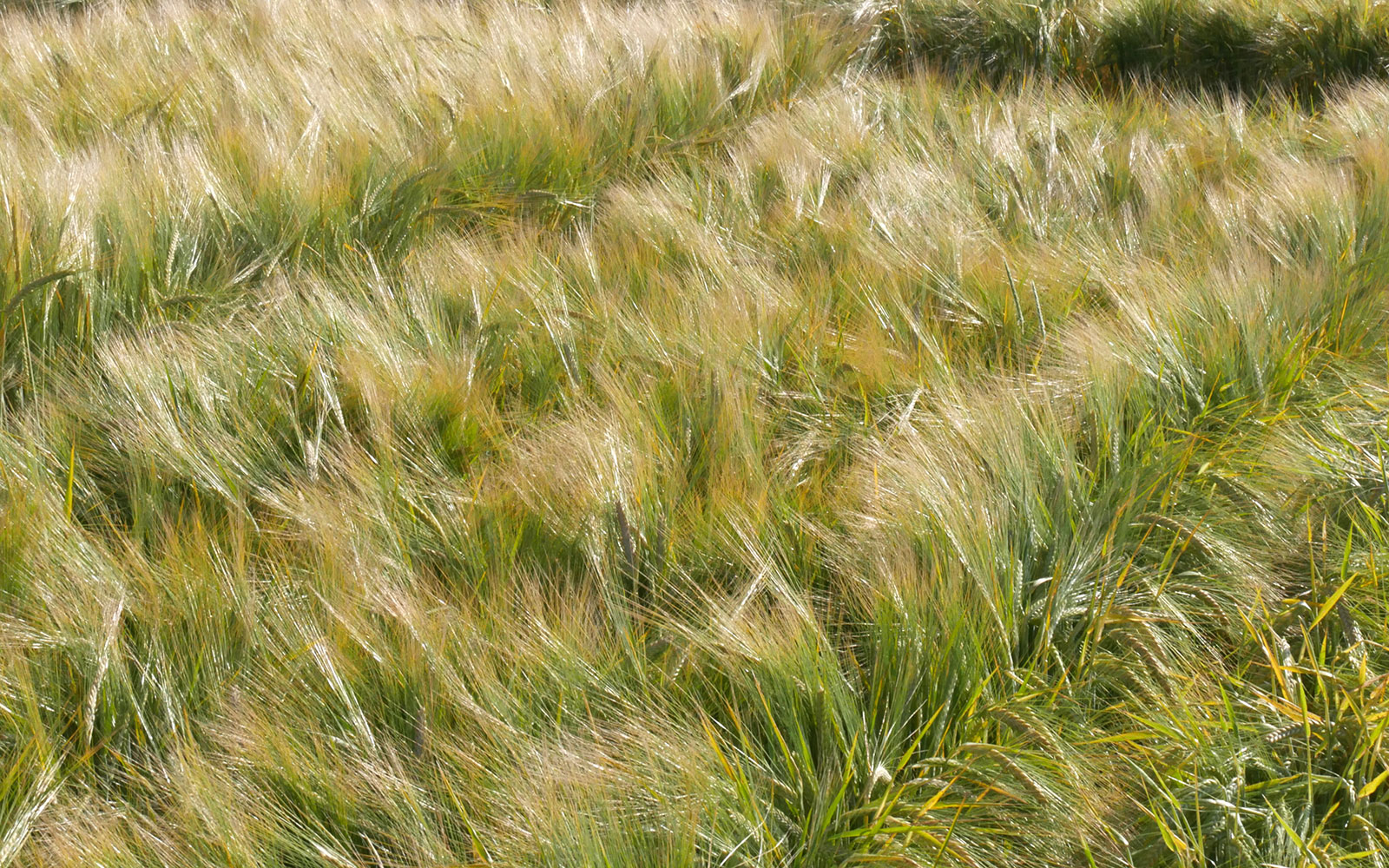 Les VRAI/FAUX des orges de printemps semées à l’automne