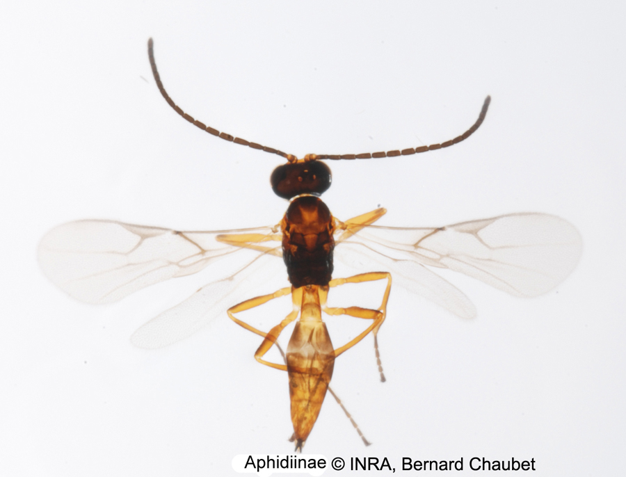 Aphidiinae