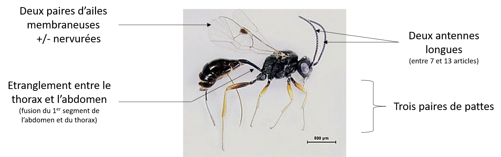 Anatomie d’un hyménoptère parasitoïde 