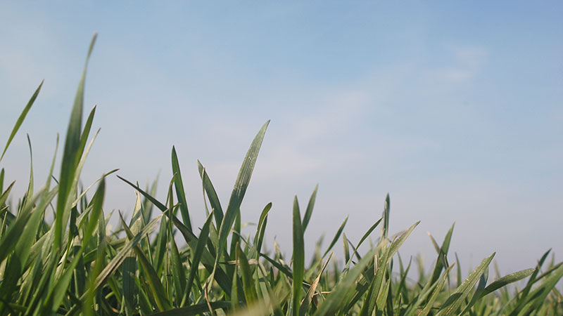 Le climat du mois : mai 2020 conclut un printemps très chaud