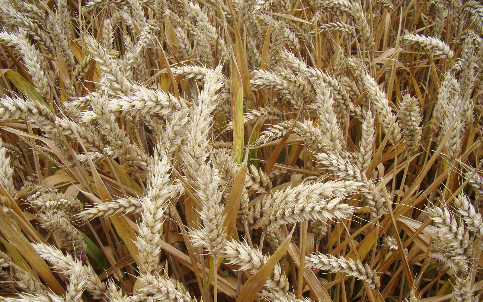 Les coulisses de la R&D : identifier des variétés de blé qui résistent mieux aux aléas du climat