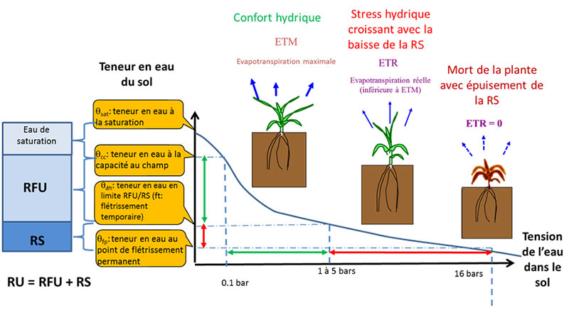 Wikidébrouillard ] Indicateur de l'hydratation d'une plante