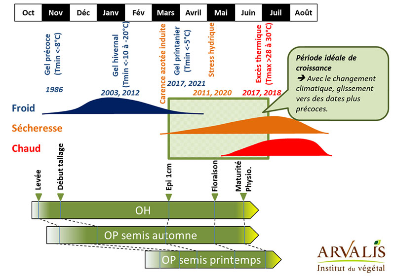 Date de semis et phénologie : éviter les accidents... autant que possible !