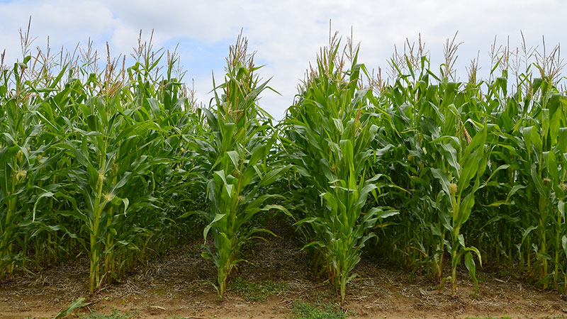 Variétés de maïs en AB : une gamme de choix toujours aussi importante en 2023