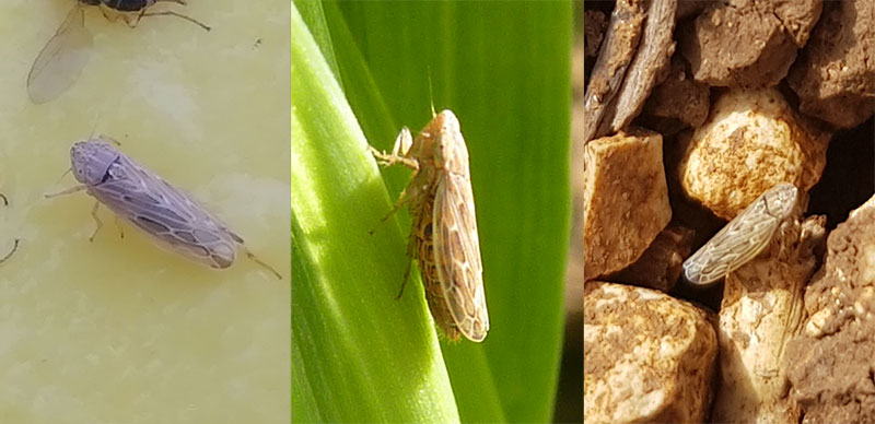 Cicadelles observées sur plaque engluée, ou au repos sur plante ou sol.