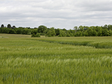 Résultats variétaux 2016 des orges de printemps