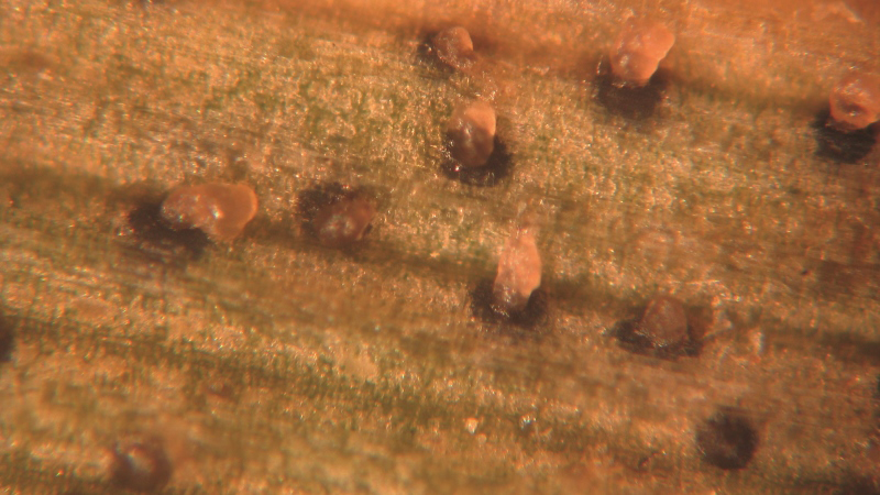 Limiter les résistances aux fongicides sur céréales à paille