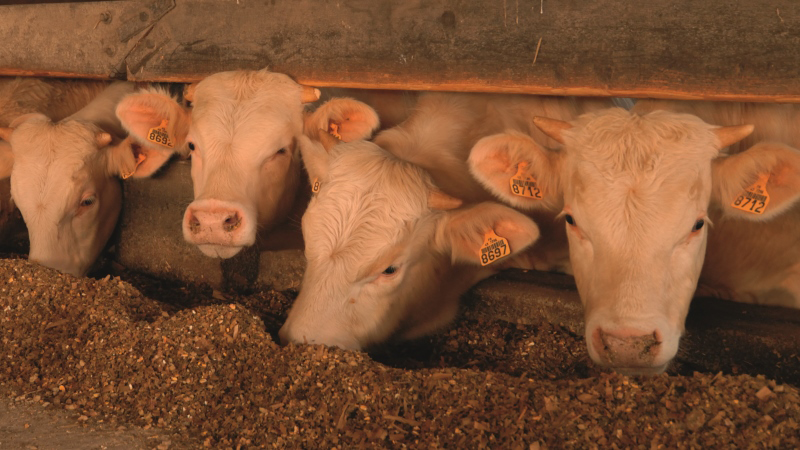 La valeur alimentaire du maïs fourrage plus finement analysée