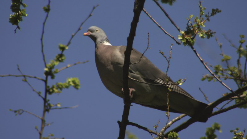 Piloter des actions visant à limiter les dégâts d'oiseaux