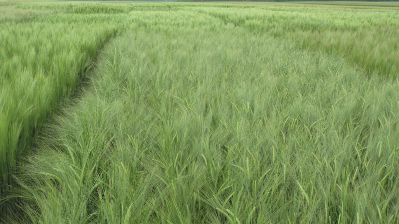 Évaluation du panel variétal des orges d’hiver disponible en 2017