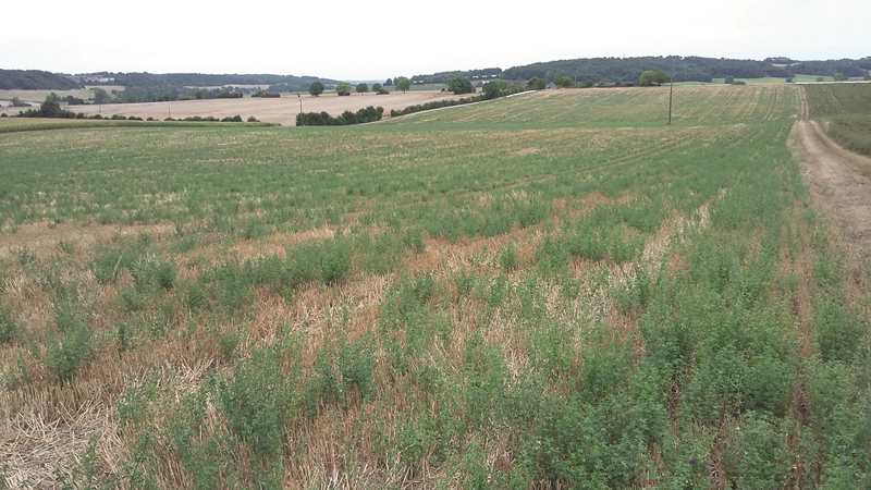 Évaluation agro-économique des avec couverts permanents