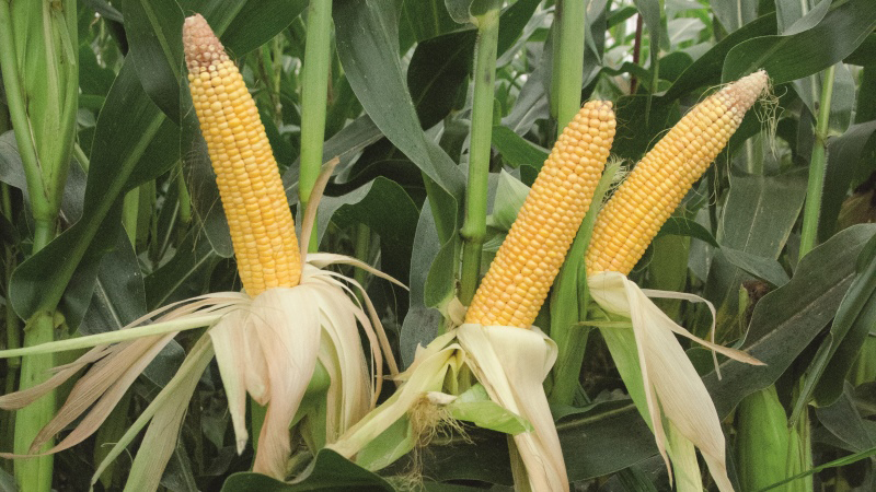 Irriguer le maïs grain en conditions restrictives