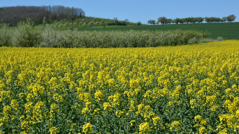 Bilan agro-économique de la protection intégrée pour les adventices