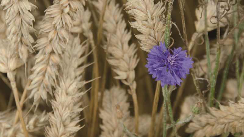 Quatre nouveaux herbicides des céréales à paille évalués par Arvalis