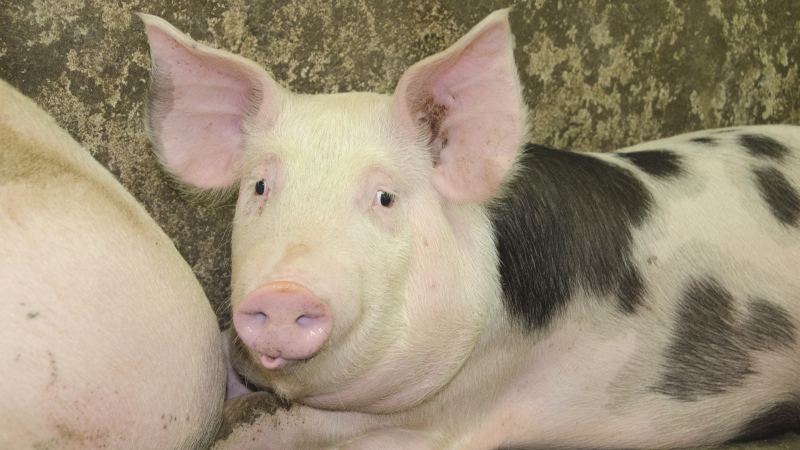 Le phosphore du maïs grain humide ensilé est le plus assimilable